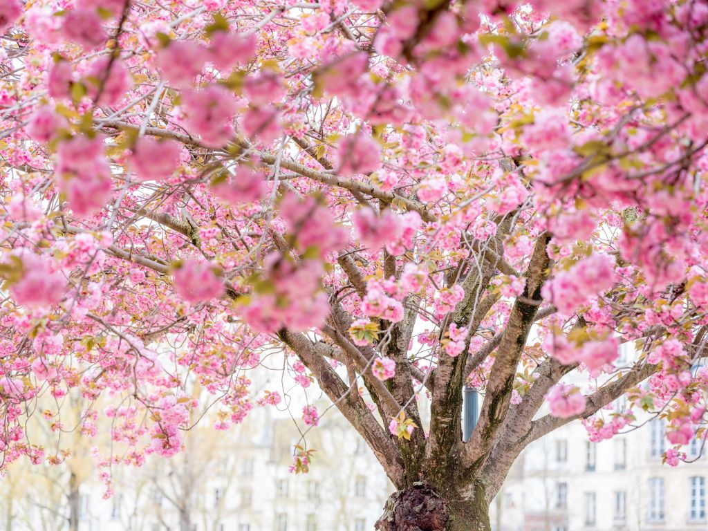 Blossom tree