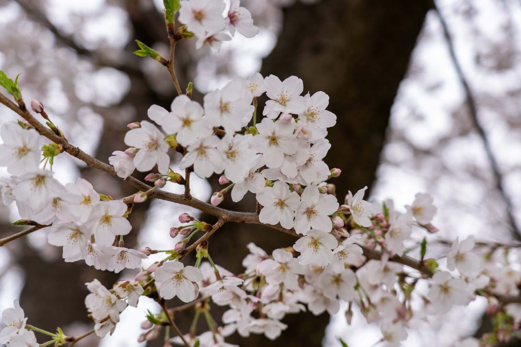 White blossoms