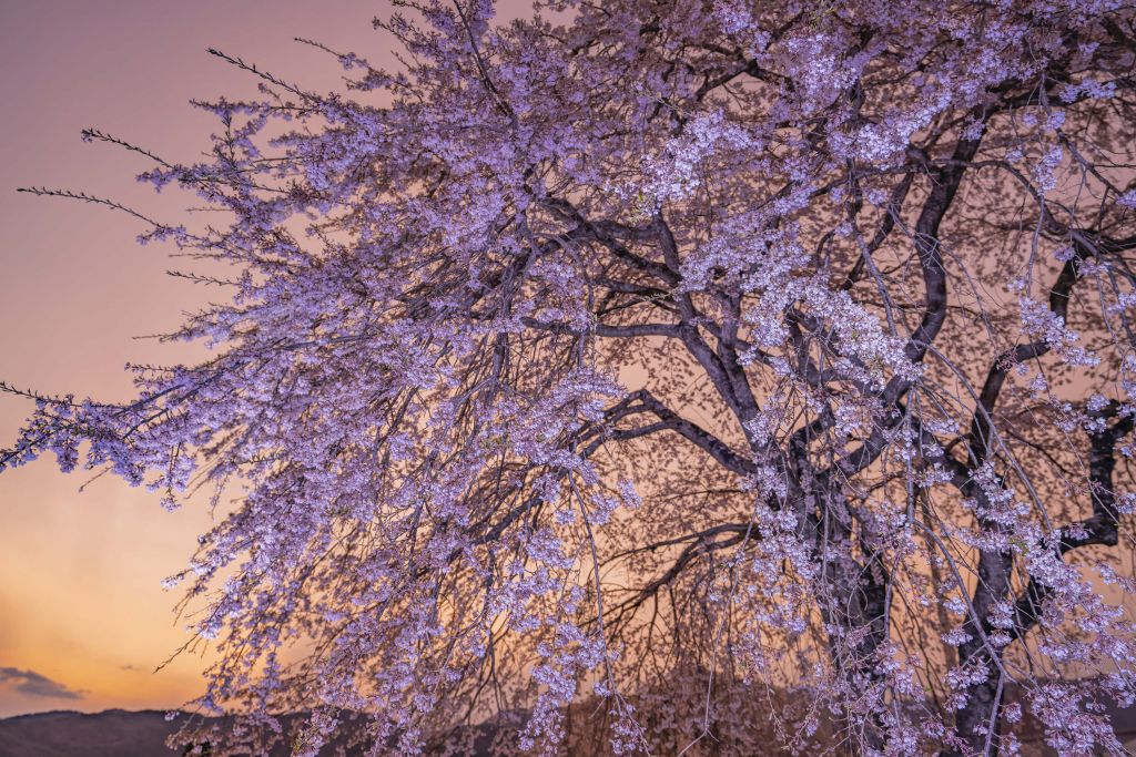 Blossoms at sunset