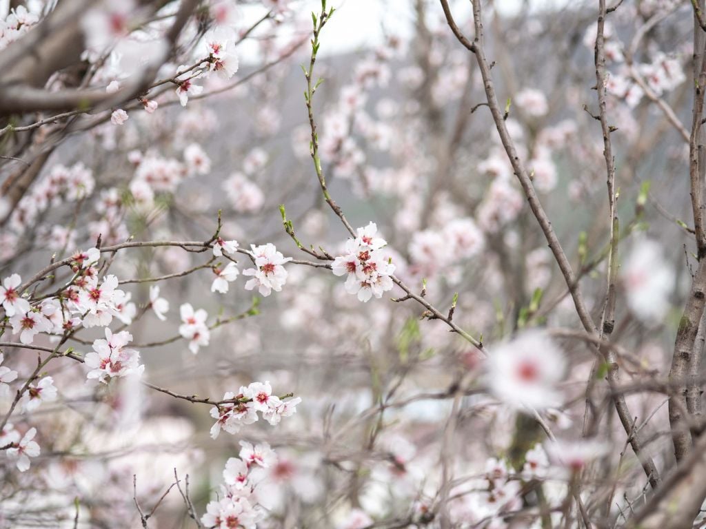 Pink white blossoms