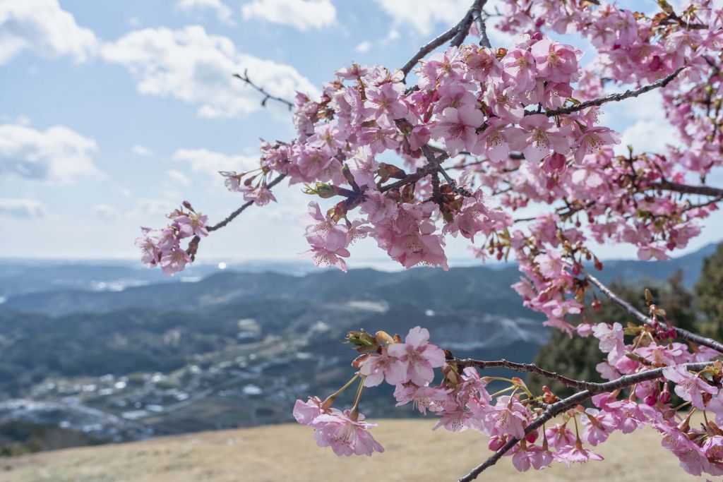 Japanese blossoms with mountains