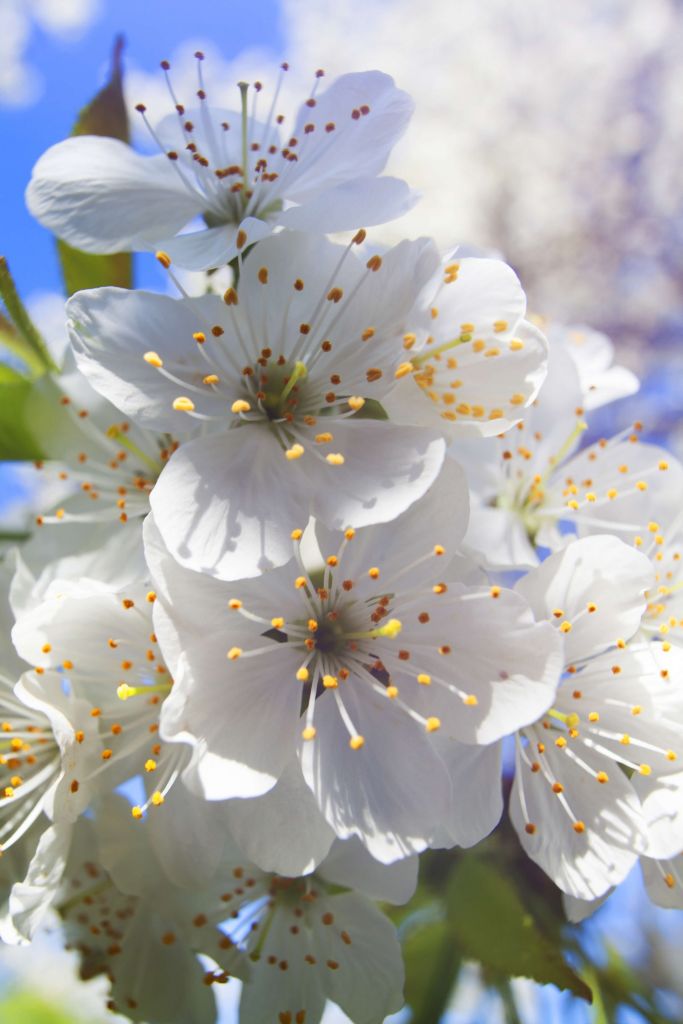 Close-up white blossoms