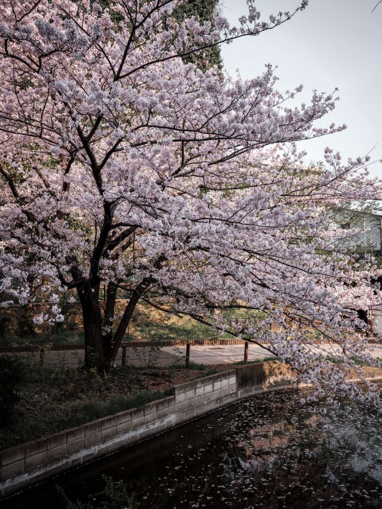 Japanese blossom tree