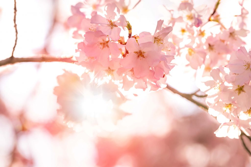 Light pink blossoms