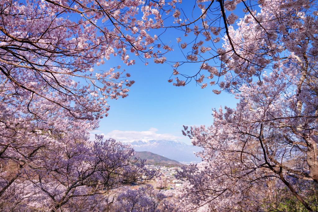 Pink blossoms with mountains