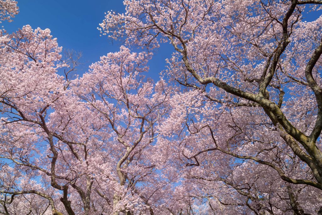 Blossoms with blue sky