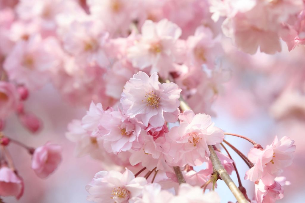 Close-up pink blossoms