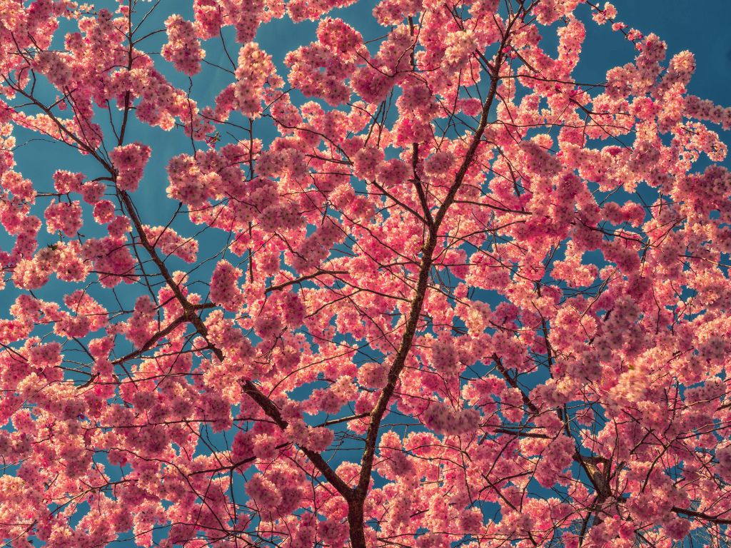 Bright pink blossoms