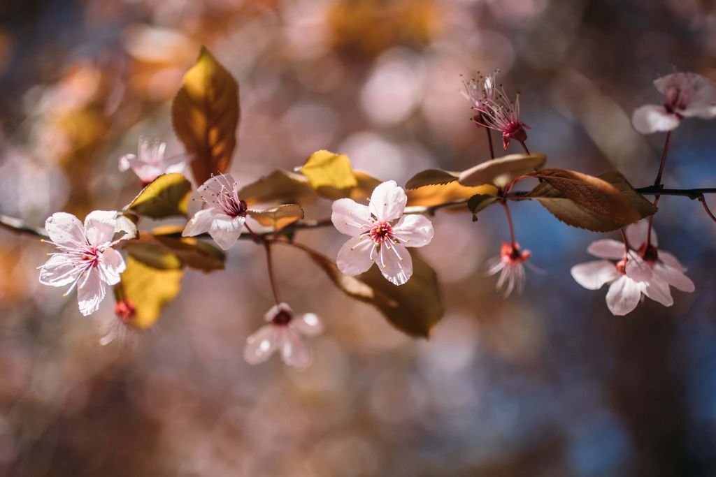Pink blossoms and brown leaves