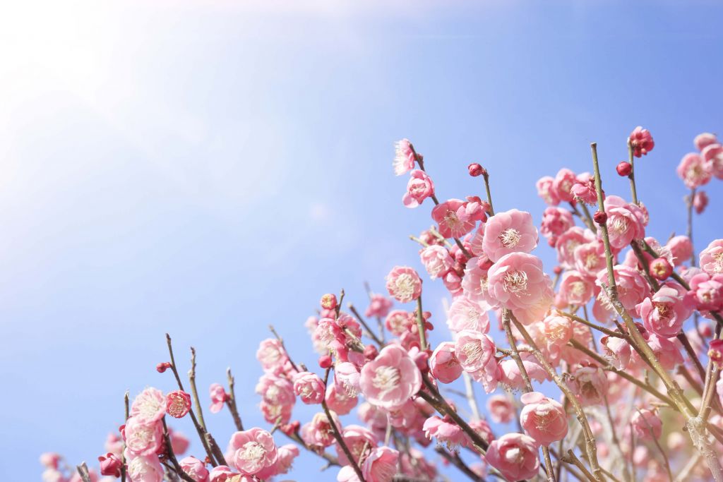 Blossoms with blue sky