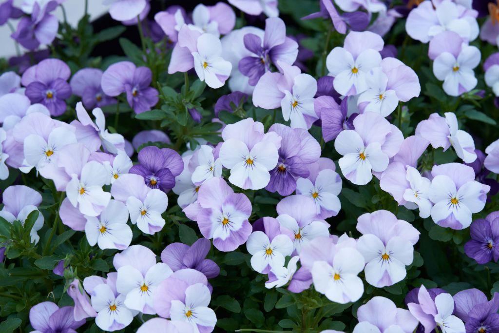 Purple white Violas