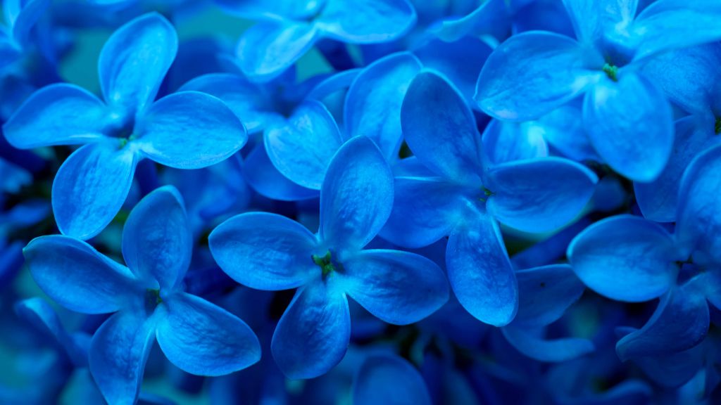 Close-up blue flowers