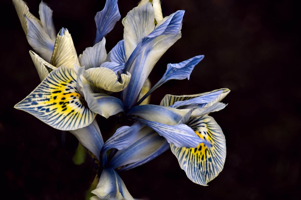 Blue Irises