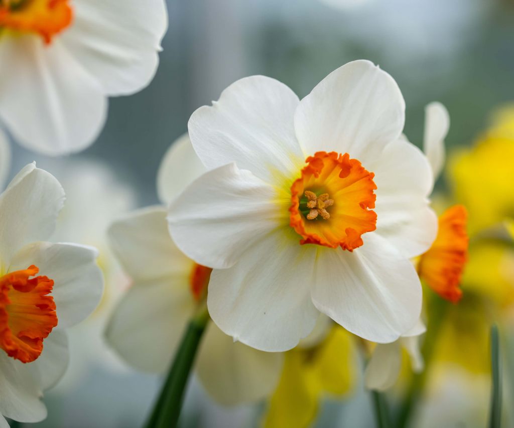 Orange White Daffodils