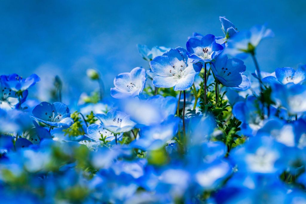 Blue White Daffodils