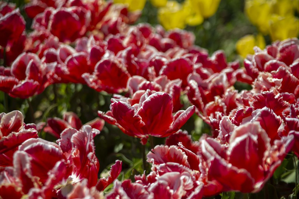 Red Tulips