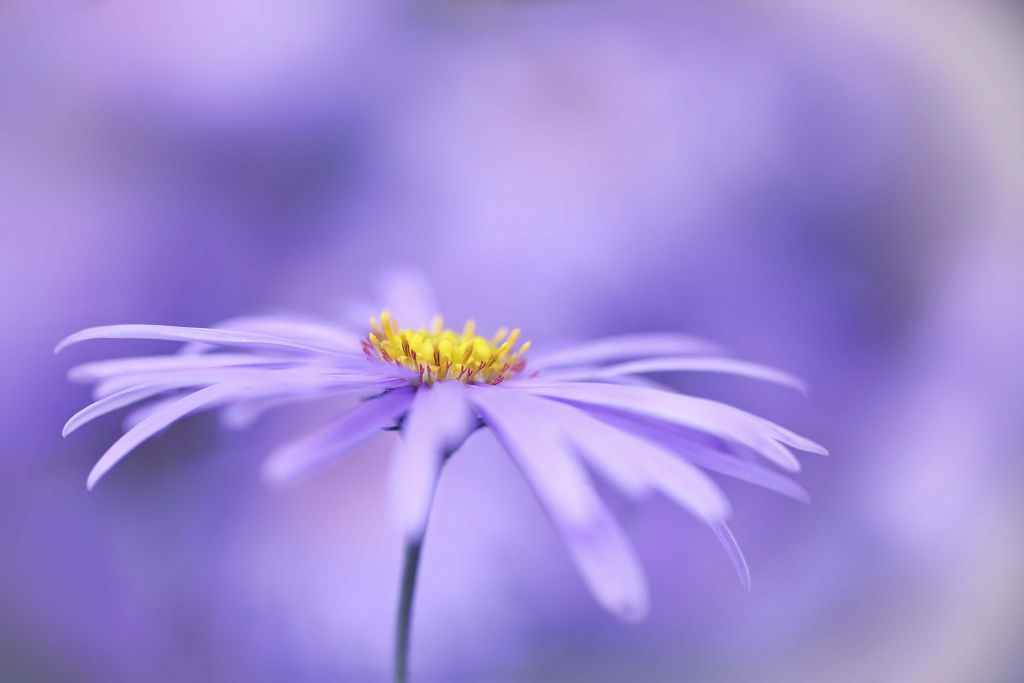 Purple Daisies