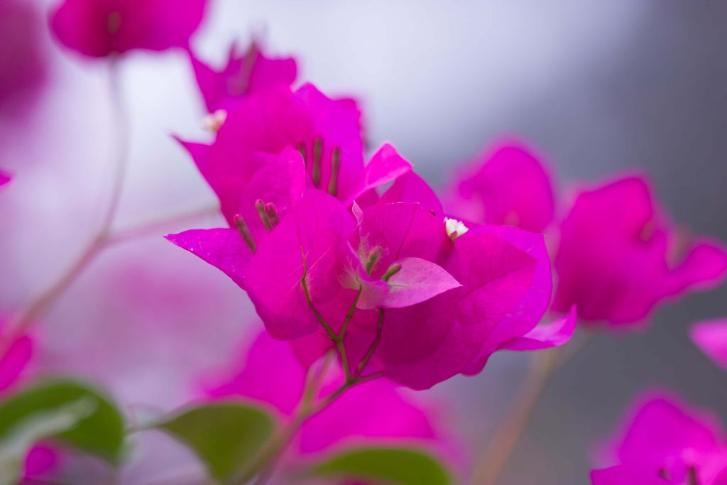 Pink Close-up Flower