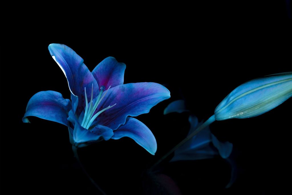 Ultraviolet Flowers