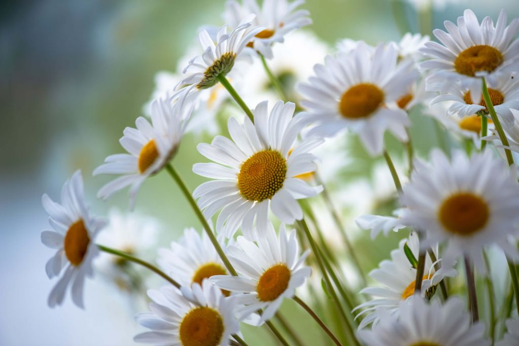 Close-up Daisies