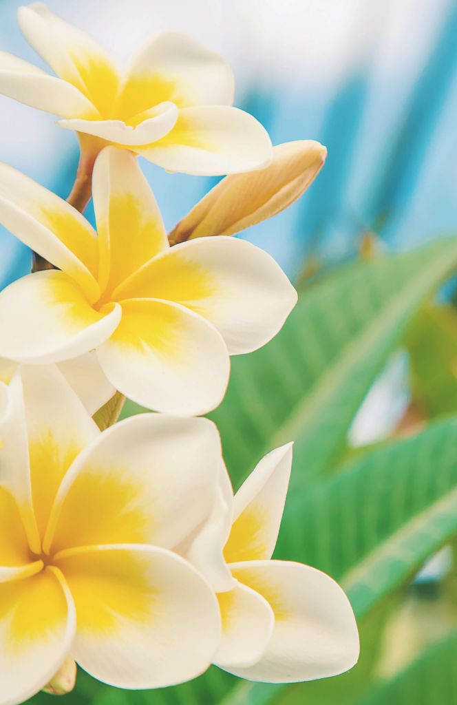 White Yellow Plumeria Flower