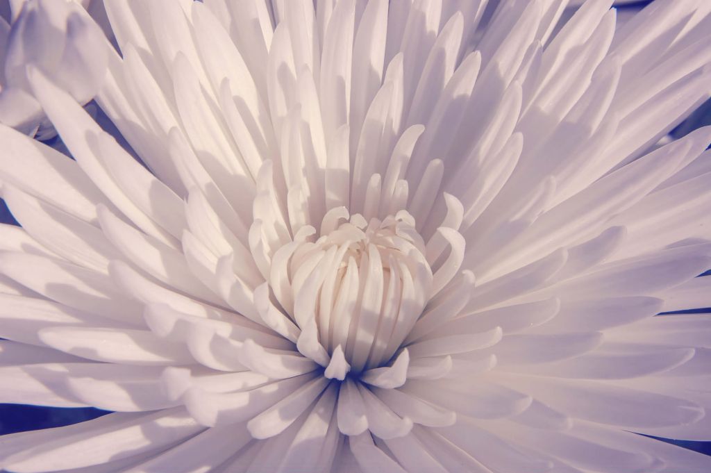 White Closeup Flower