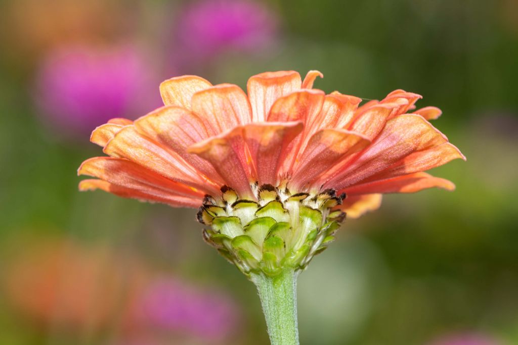Detailed Flower