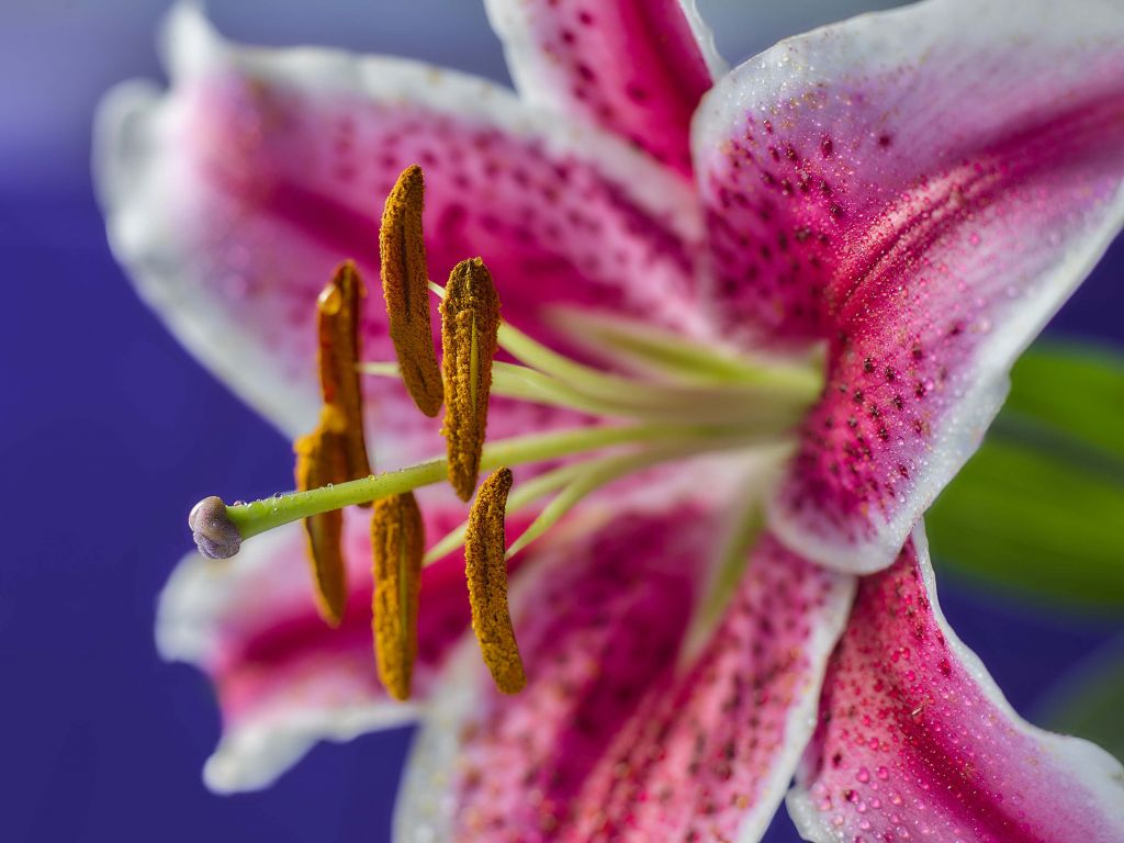 Close-up pink flower