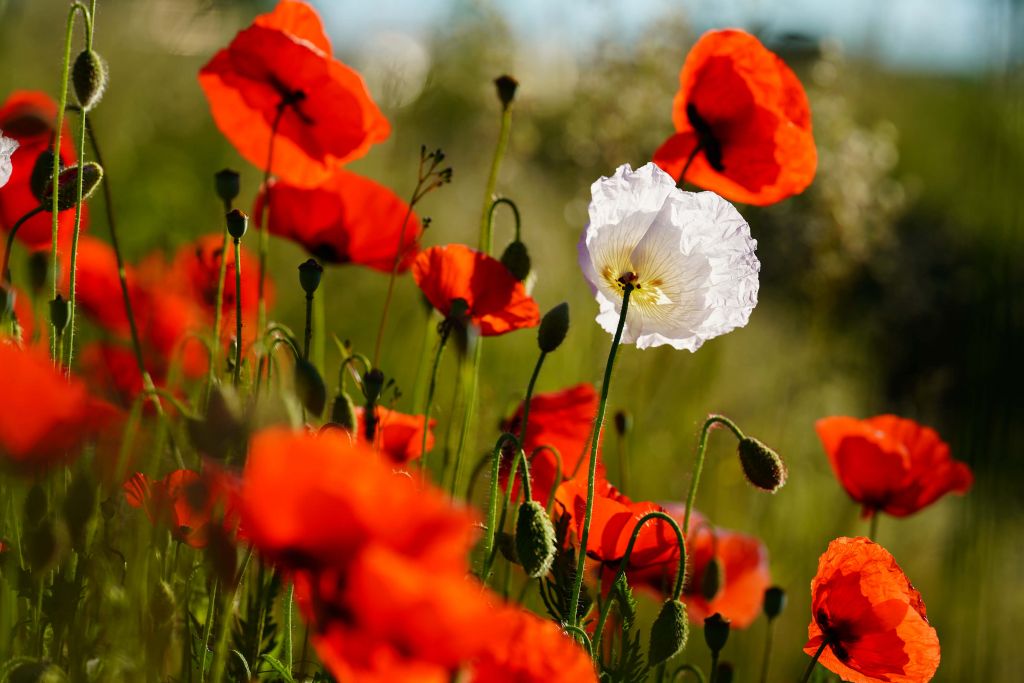 Group of poppies