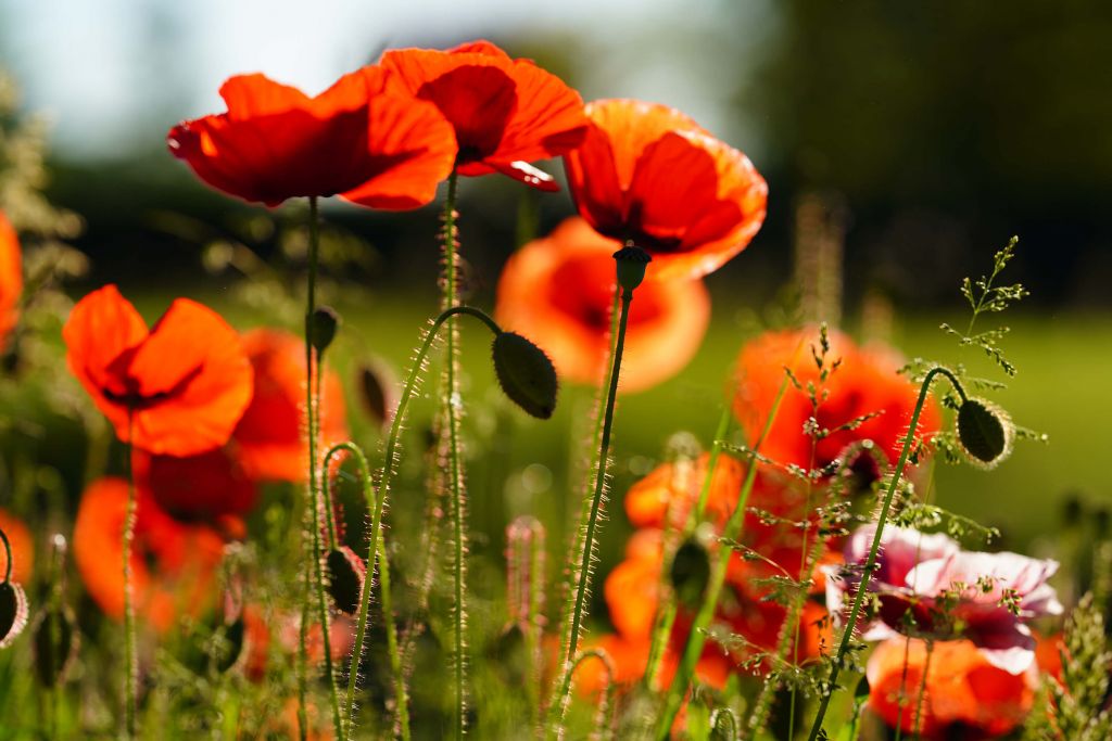 Poppies