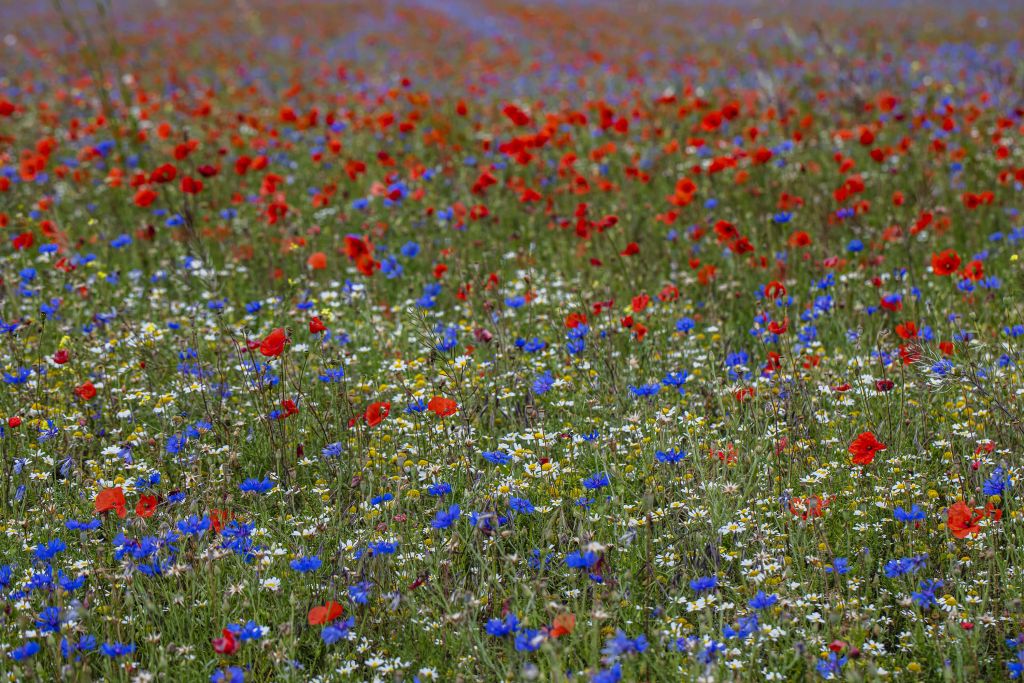 Field full of poppies