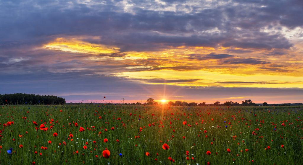 Poppies landscape