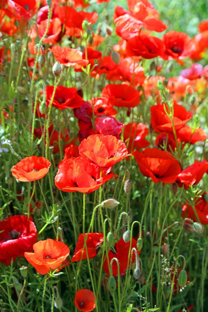 Close-up of poppies