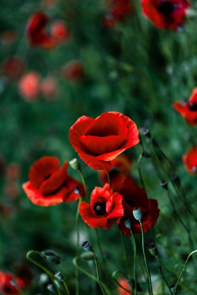 Poppies and grass