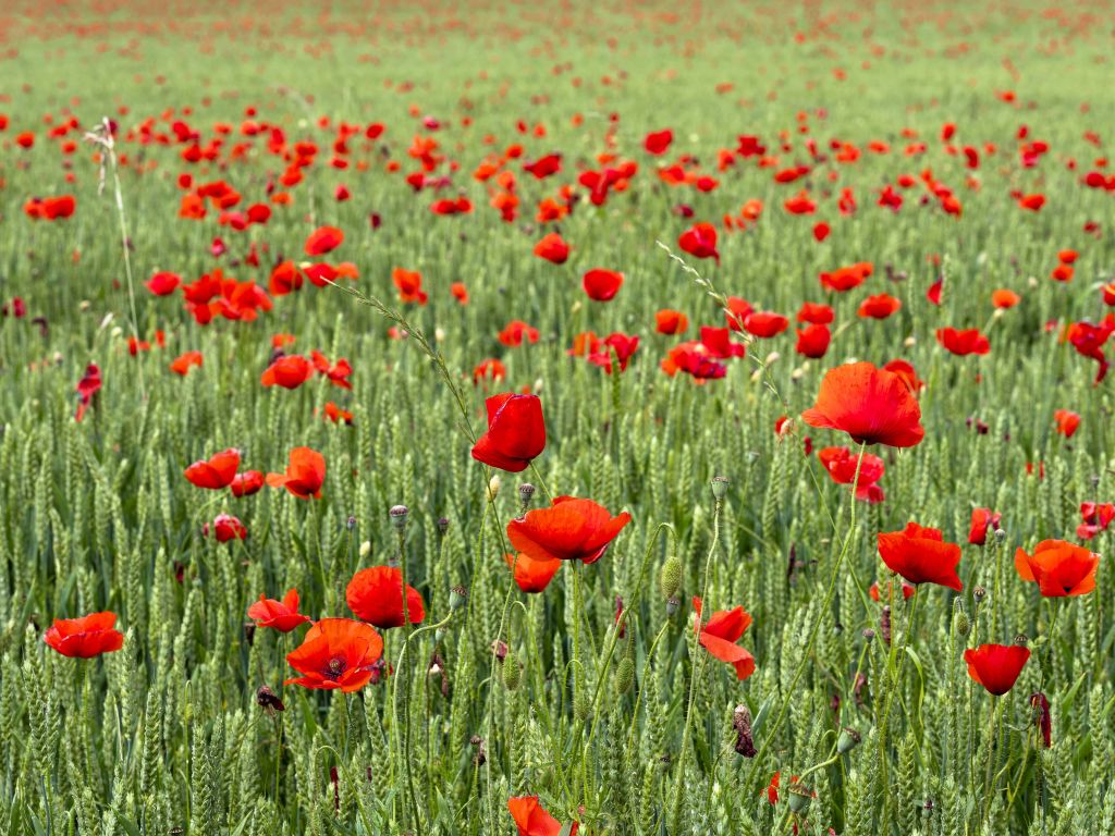 Red Poppies field