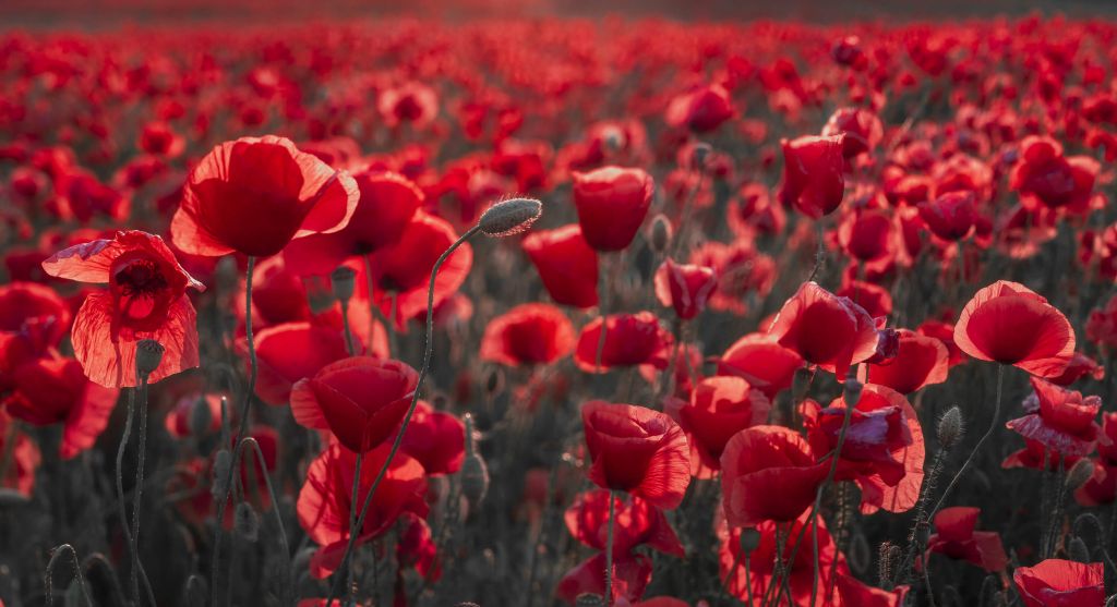 Poppies in dark style