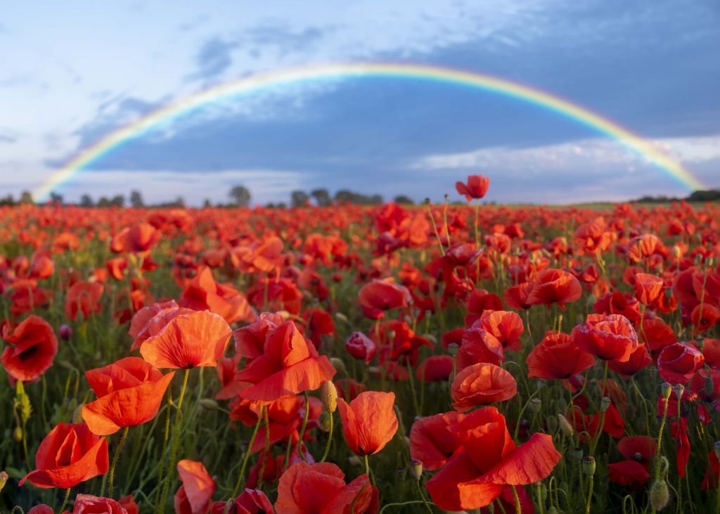 Poppies with rainbow