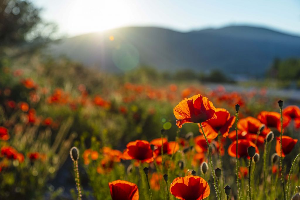 Poppies with sunbeams