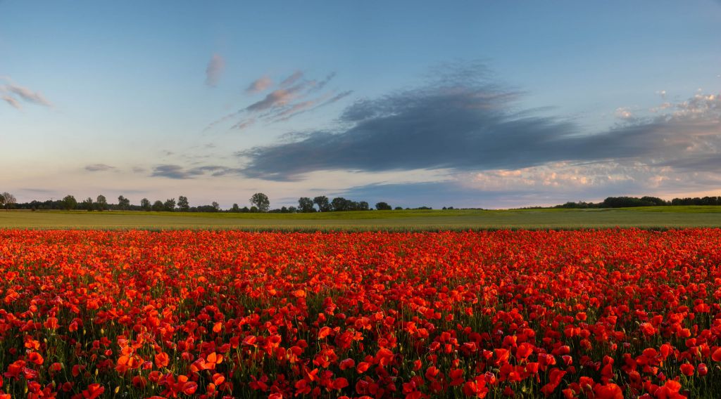 Blue sky with Poppies
