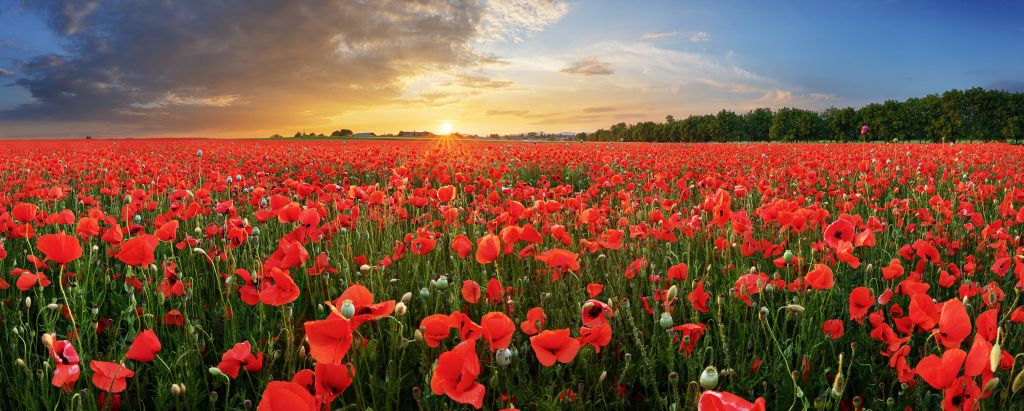 Sunset with poppies