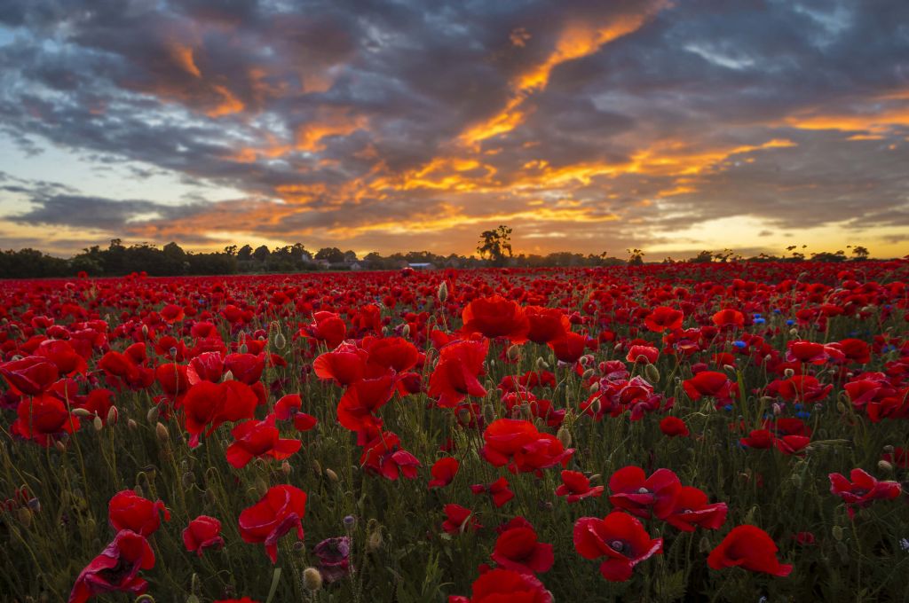 Poppies field with beautiful sky