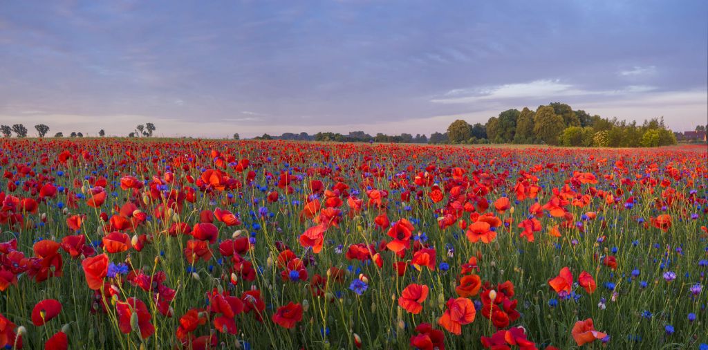 Blue flowers and red Poppies