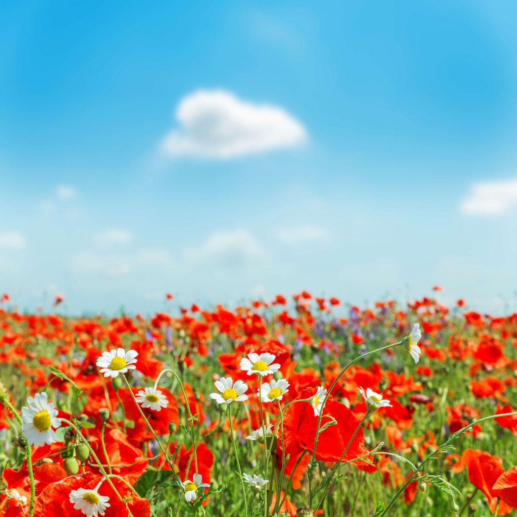 Poppies and Daisies