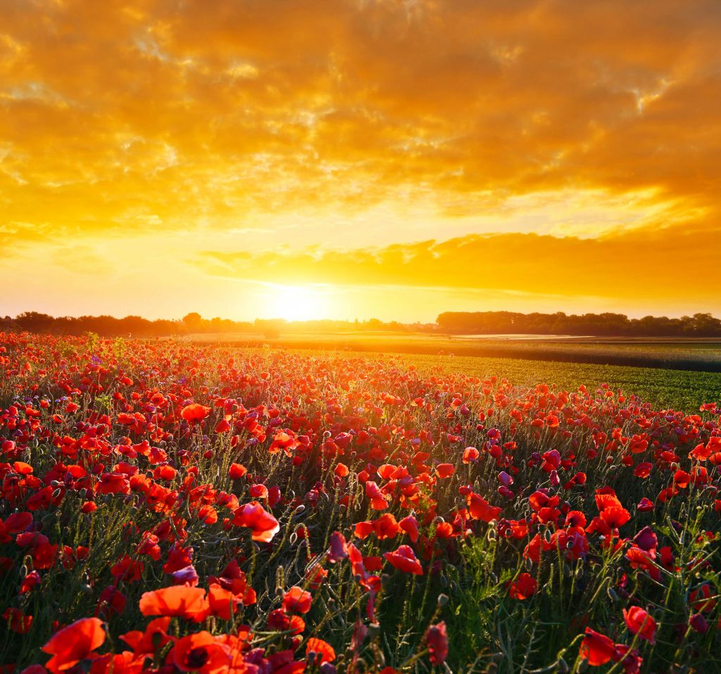 Poppies and Sunset