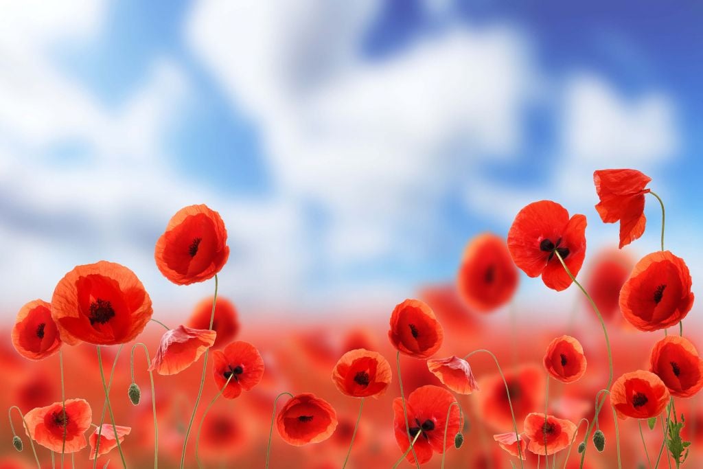 Blue Sky and Red Poppies