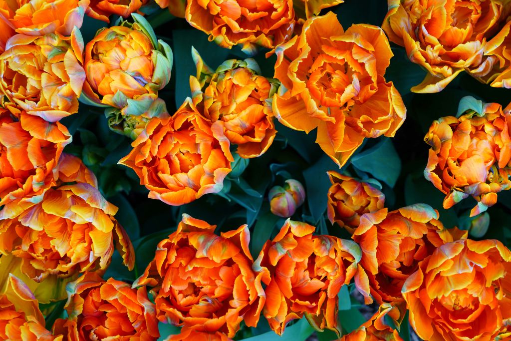 Close-up orange tulips