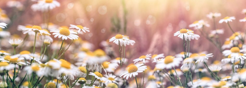 Field of Daisies