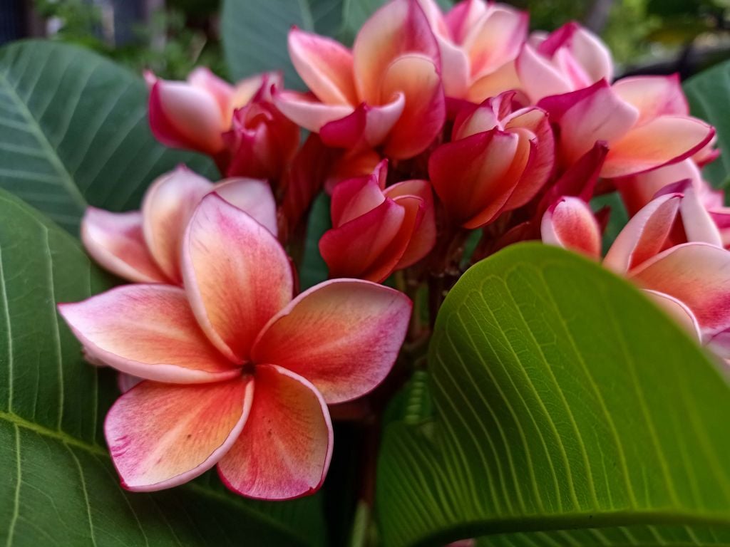 Tropical Flowers