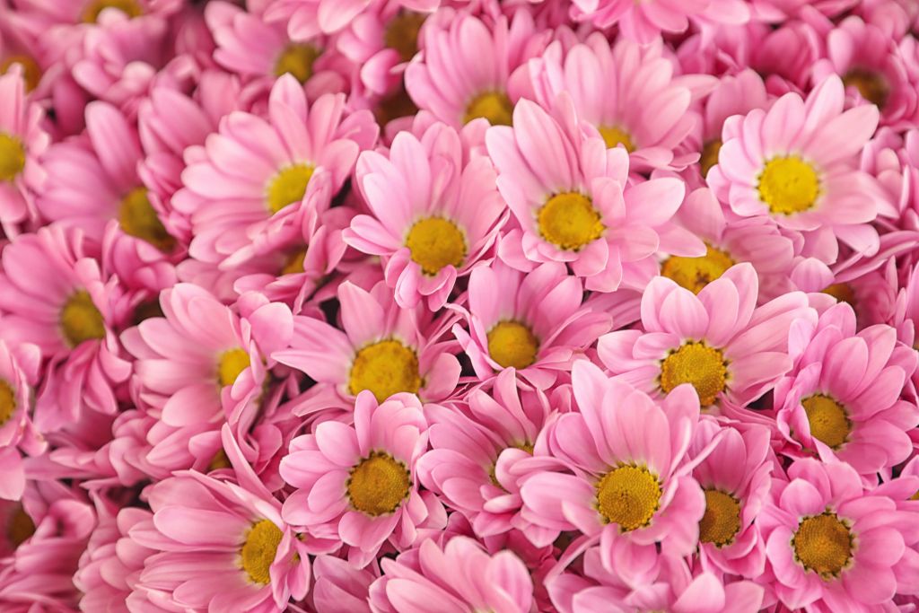 Pink daisies