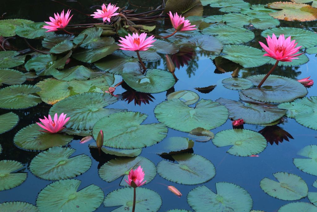 Lake full of Lilies